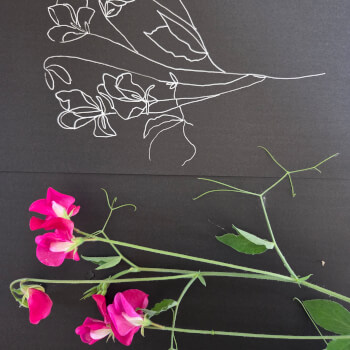 Draw your outline