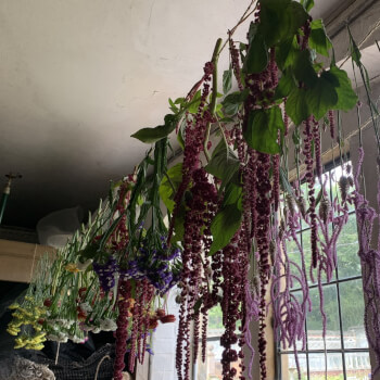 lets talk flowers and drying them!