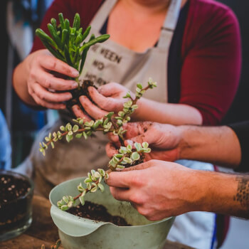 Planting your succulents