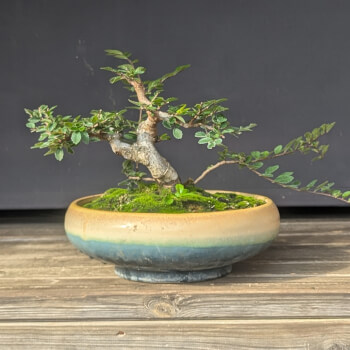 Chinese Elm for Indoor Growing