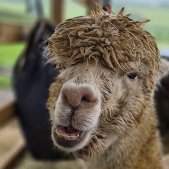 Meet the Alpacas and Llamas 