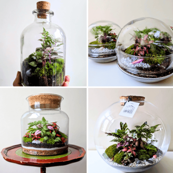 Terrarium workshops