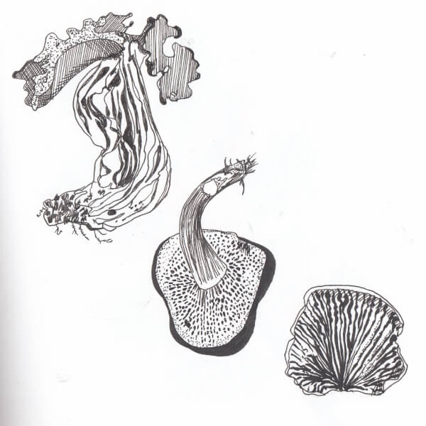 Drawing class by Debora Cane Art