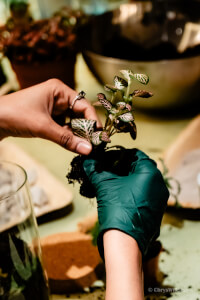 Terrarium class by Mos Studio