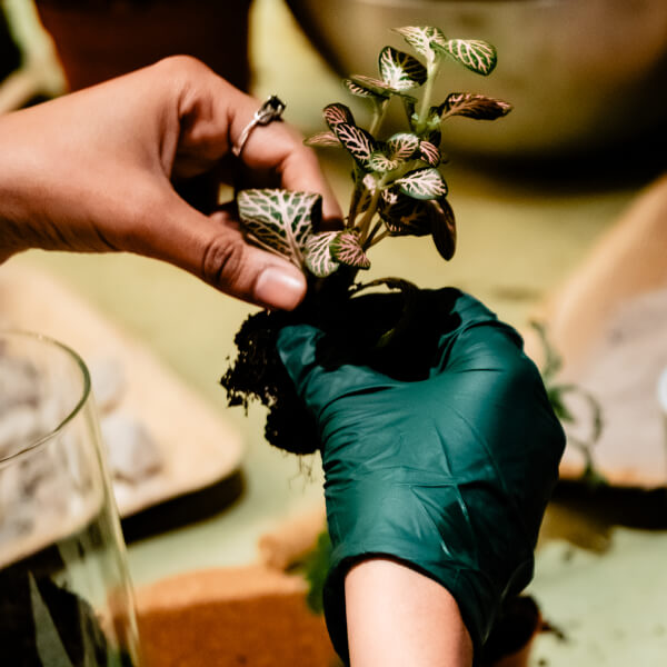 Terrarium class by Mos Studio
