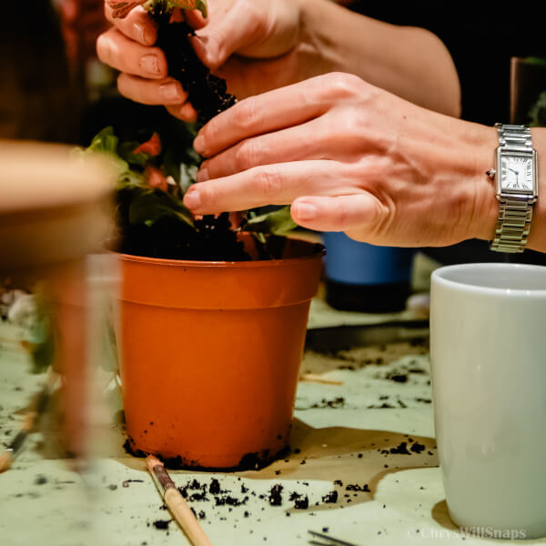 Terrarium course