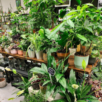 Leafy House Indoor Plants, terrarium teacher