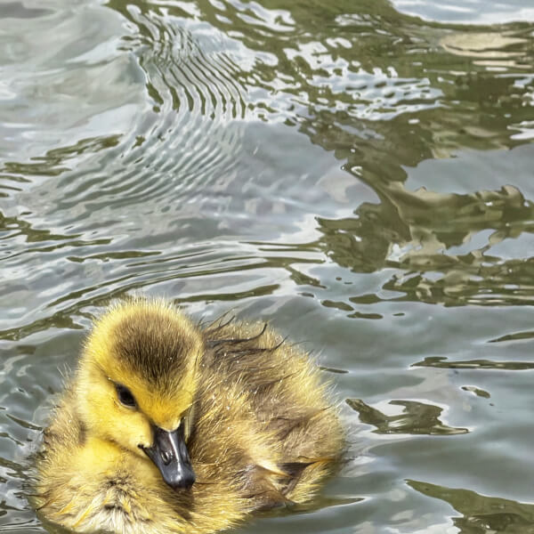 Smartphone Photography Class: Verulamium Park review by Miguela Hoare - St. Albans