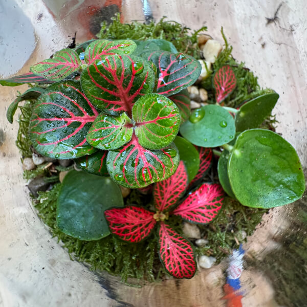 Terrarium Making Class review by Thomas Grice - Manchester