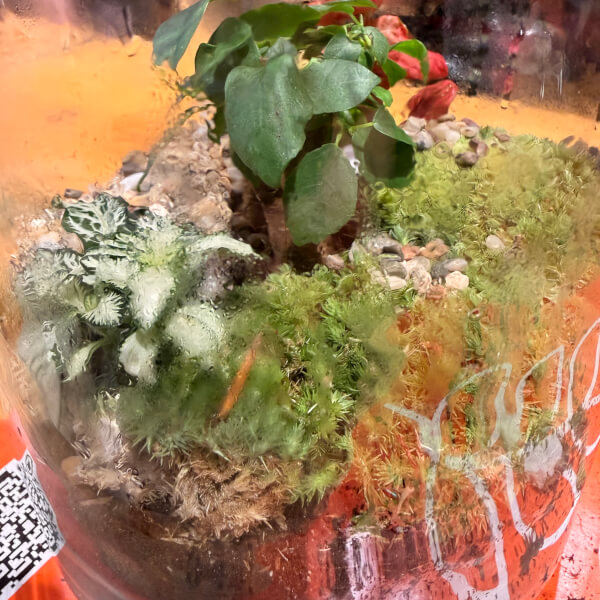 Terrarium Workshop review by Dhaif Bekha - Manchester