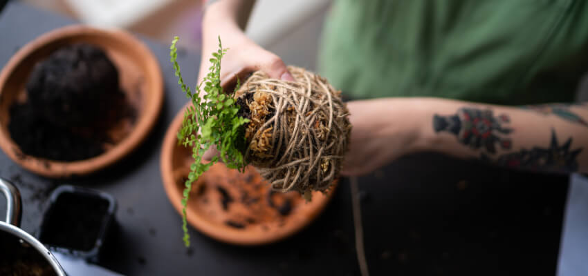 Online Kokedama Classes with Kits