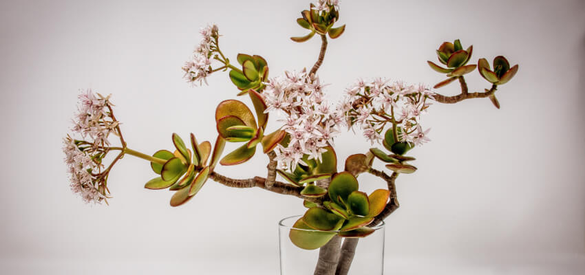 Ikebana Classes - Liverpool