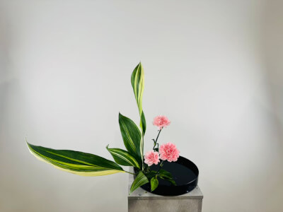 OX Orchidya Extra