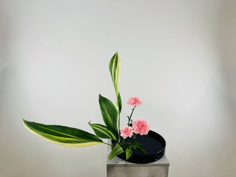 Book OX Orchidya Extra