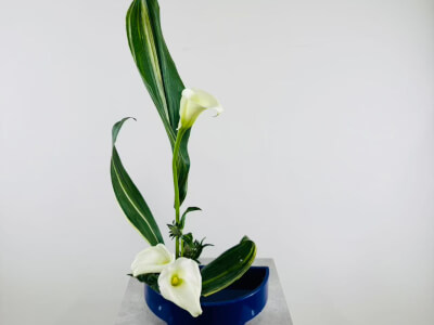 OX Orchidya Extra