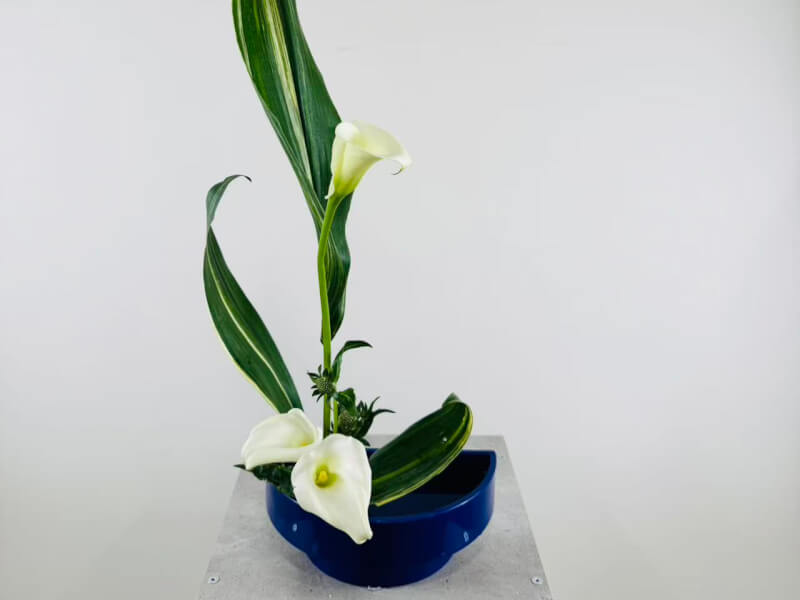OX Orchidya Extra class venue