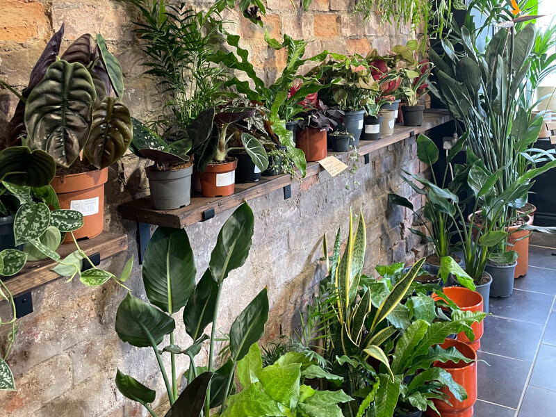 PlantMama (Southside)