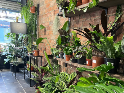 Book PlantMama (Southside)