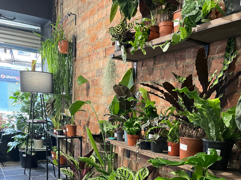 PlantMama (Southside)