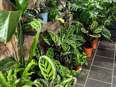 PlantMama (Southside) available for workshops