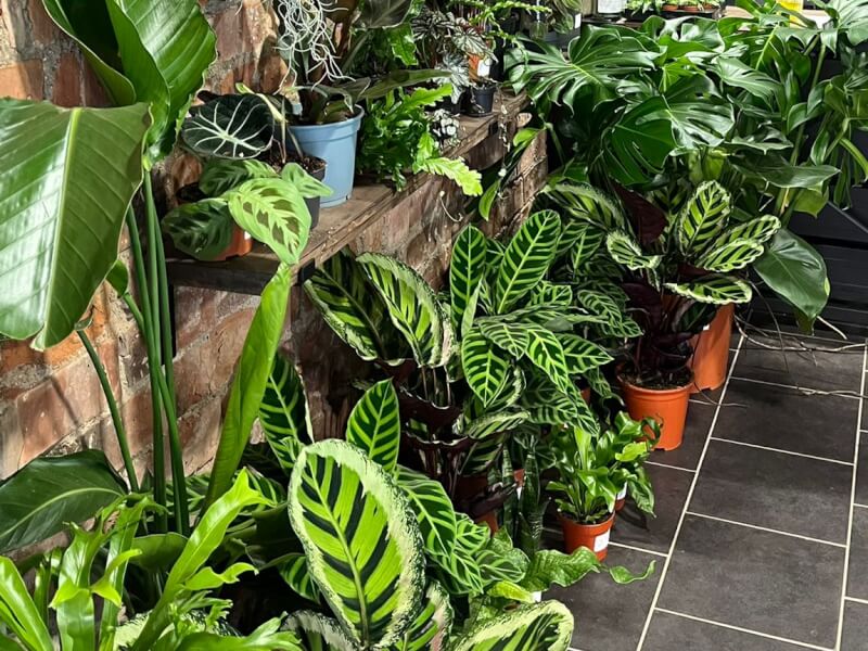 PlantMama (Southside)