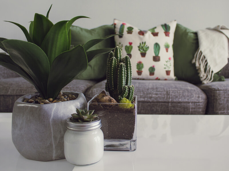 Three succulent terrariums placed on a table