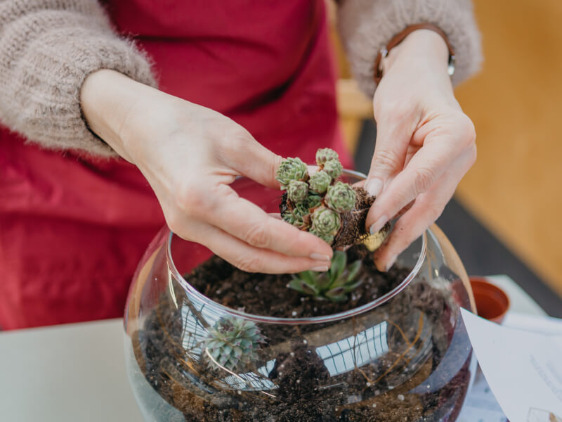 Hand holding succulent whilst making DIY terrarium. 