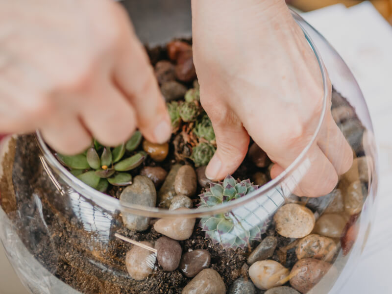 Close up of hands adding finishing touches to a succulent terrarium.
