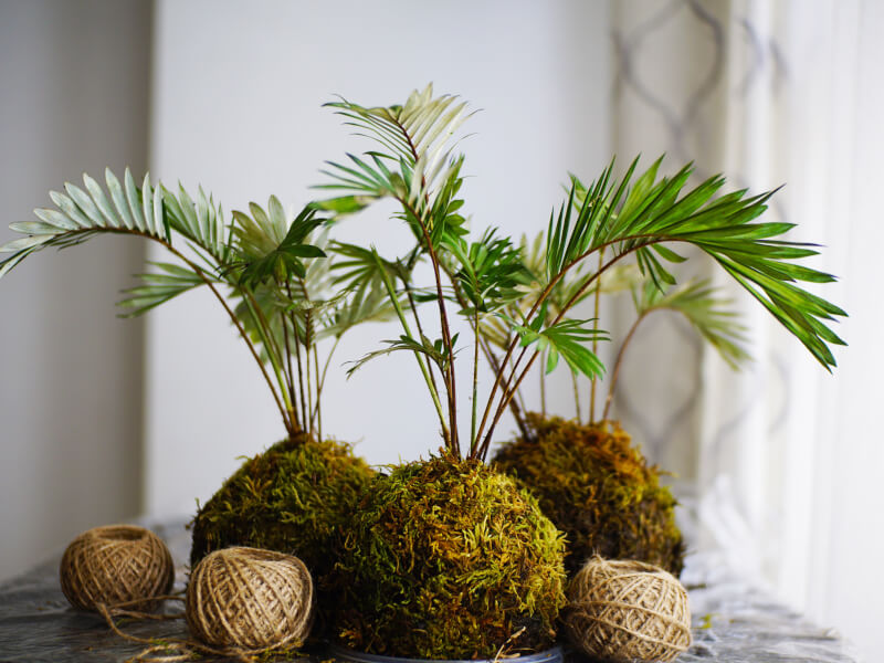 A wooden table holding 3 completed kokedamas with three balls of string in front of them.