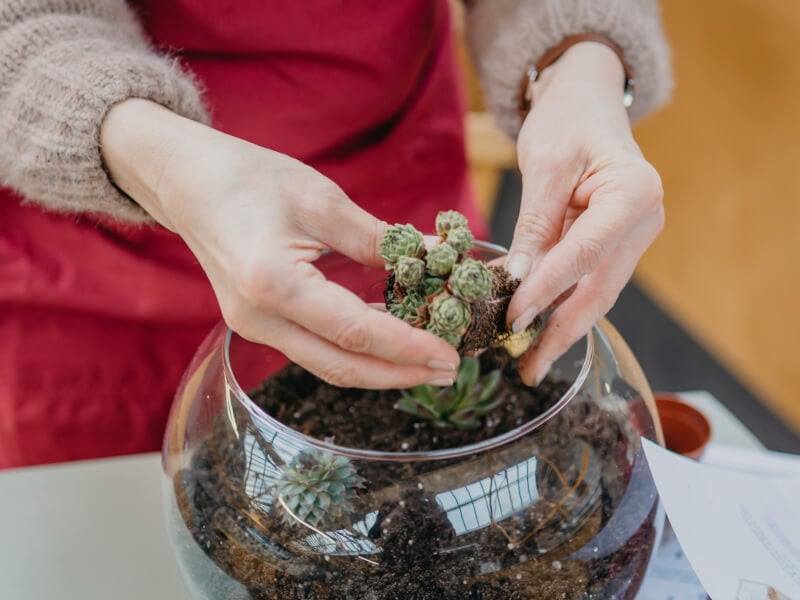 A person adding succulents to their DIY terrarium