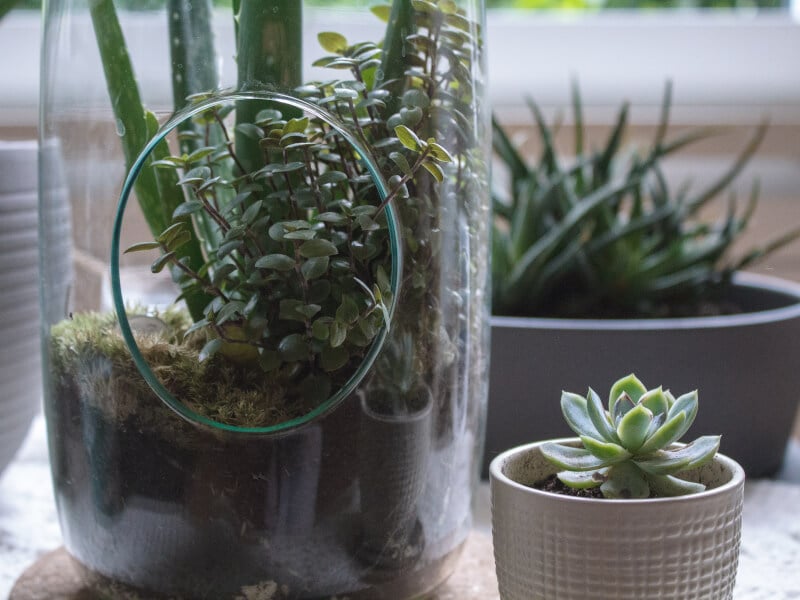A DIY terrarium surrounded by small succulent plants