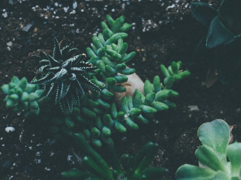 Close-up image of succulents in a DIY terrarium