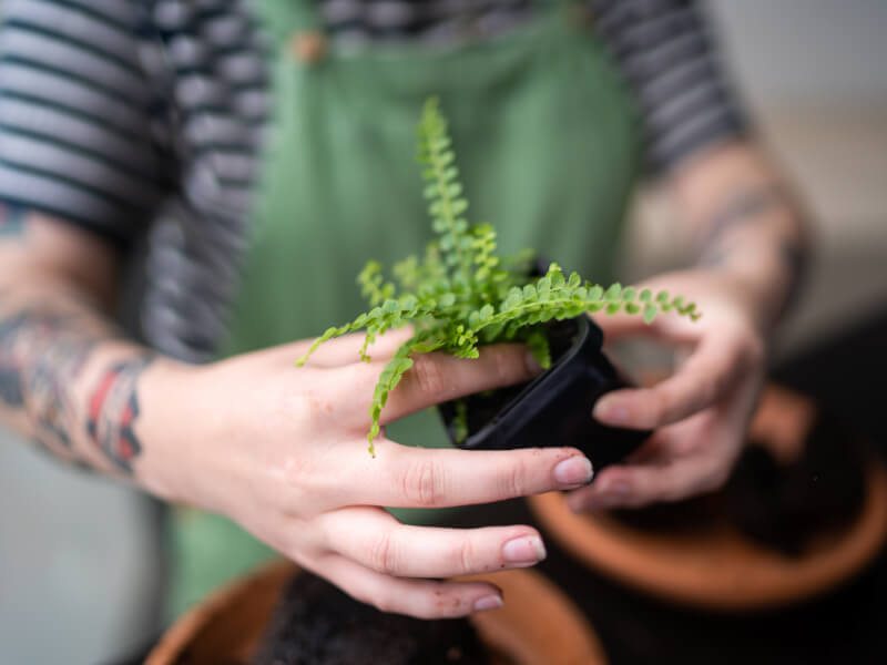Making a terrarium