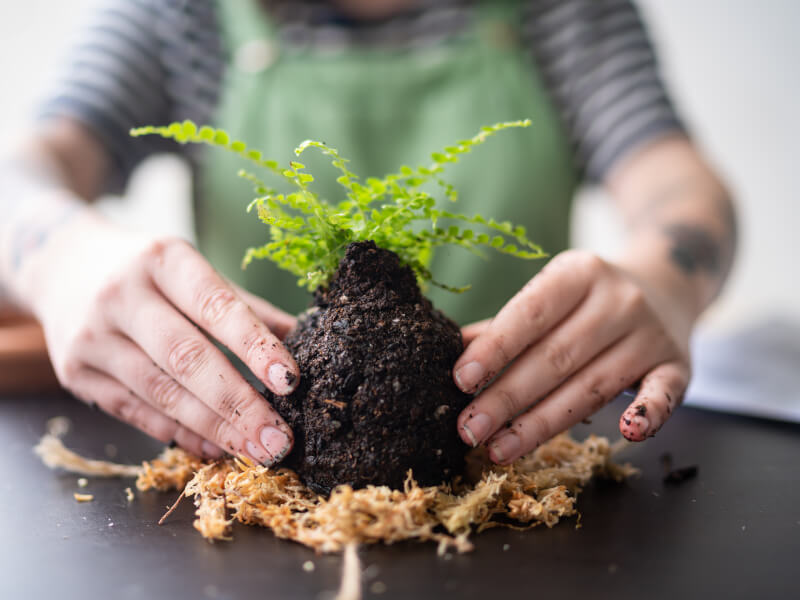 Close up of hands compacting soil to form a Kokedama with a small fern