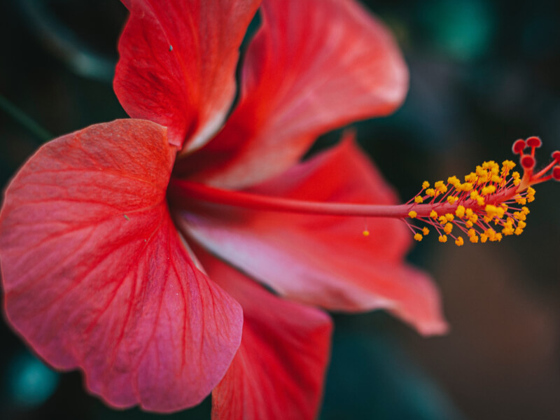 A macro shot of a flower as an example of what you can learn in a photo class.