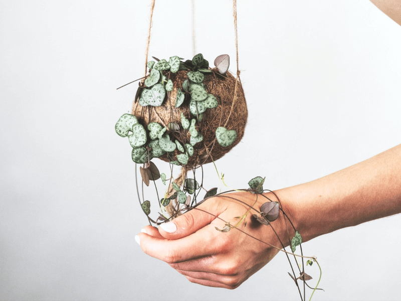 Kokedama hanging moss ball