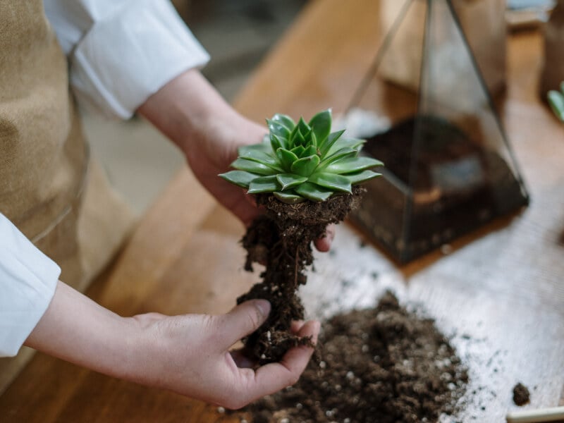 Someone picks a plant to go in there succulent terrarium.