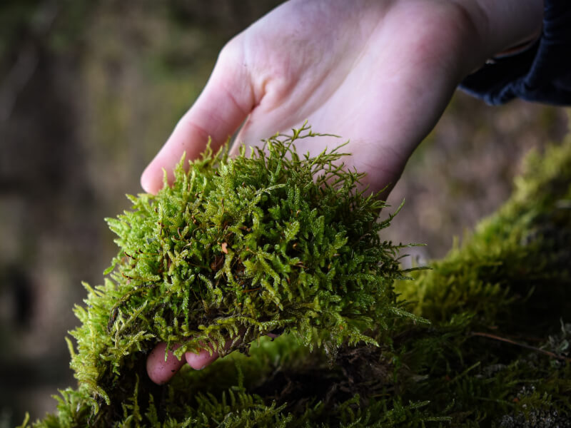 A hand holding moss for a Japanese moss ball.