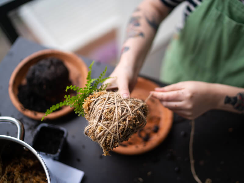 A close up of a person assembling a kokedama using twine