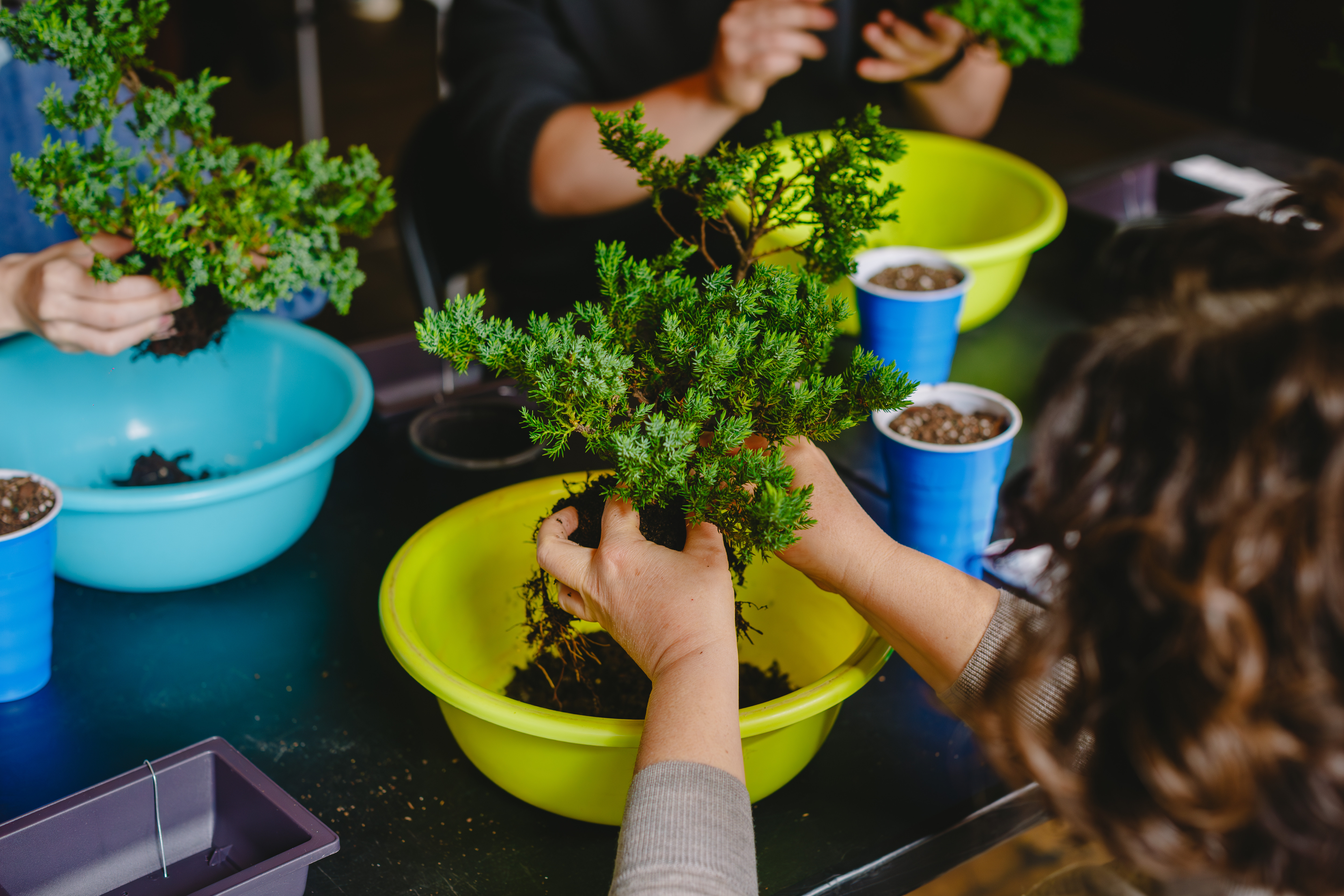 A close up of someone holding a bonsai tree