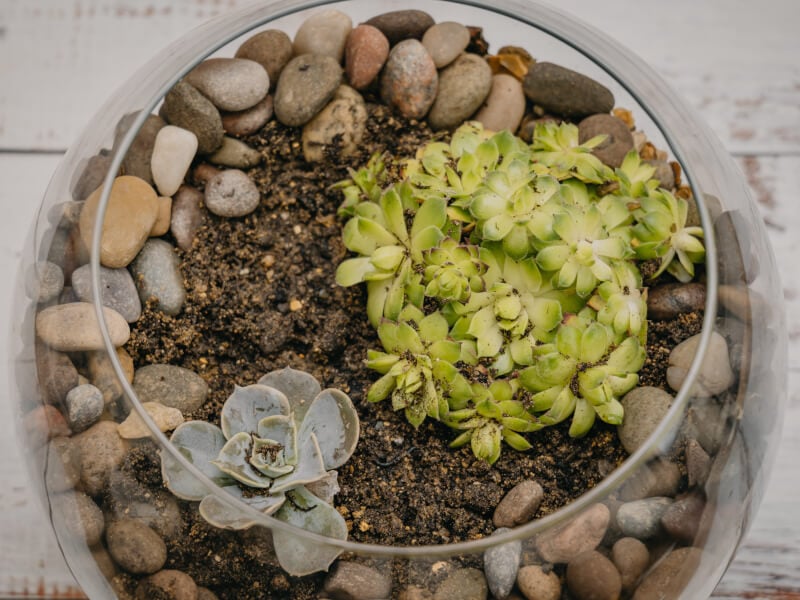 Bowl full of greenery and soil in a terrarium making class