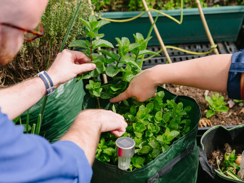 A close up shot of two people tending to plants on a rooftop garden