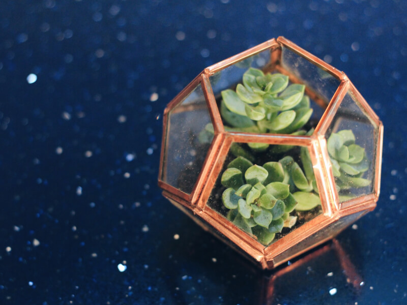 A mini succulent terrarium