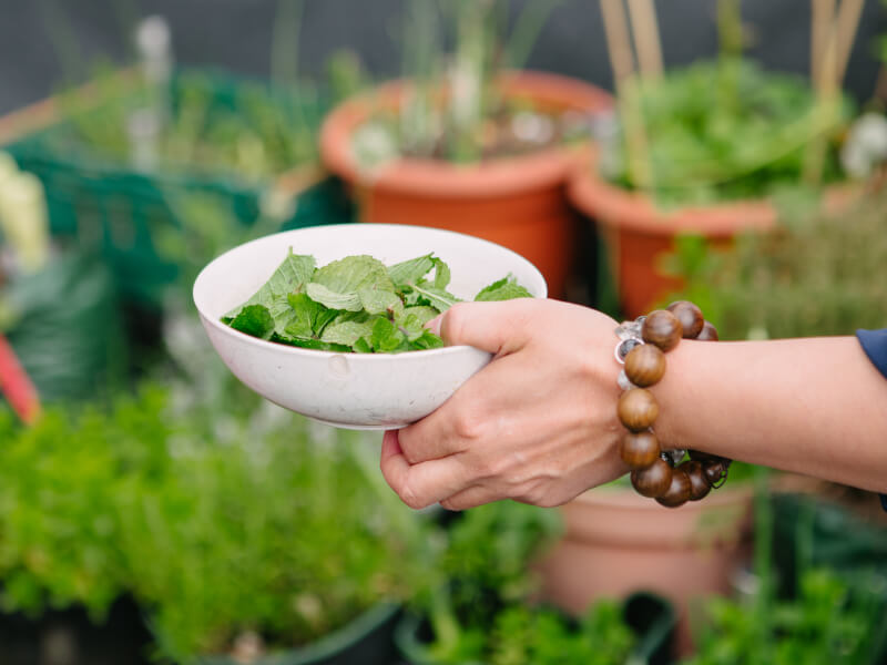 A close up shot of a hand holding a bowl of freshly picked green leaves for eating