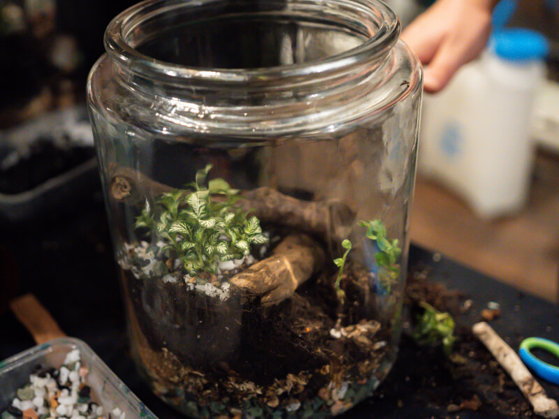 A glass terrarium filled with soil and plants