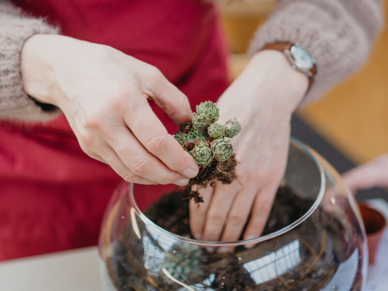 A close up of a person adding a plant to a terrarium