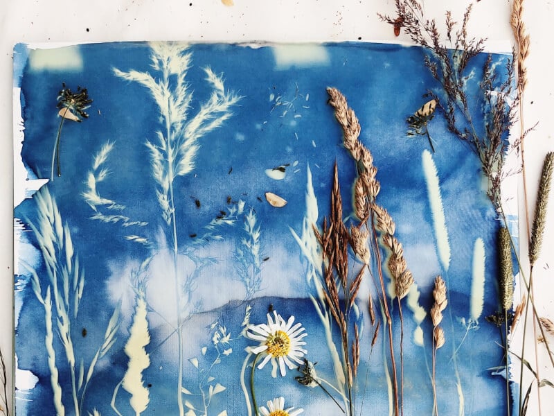 a cyanotype botanical blueprint