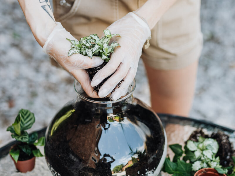 Person wearing gloves making a DIY terrarium. 