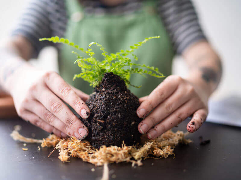 A close up of a person holding a kokedama 