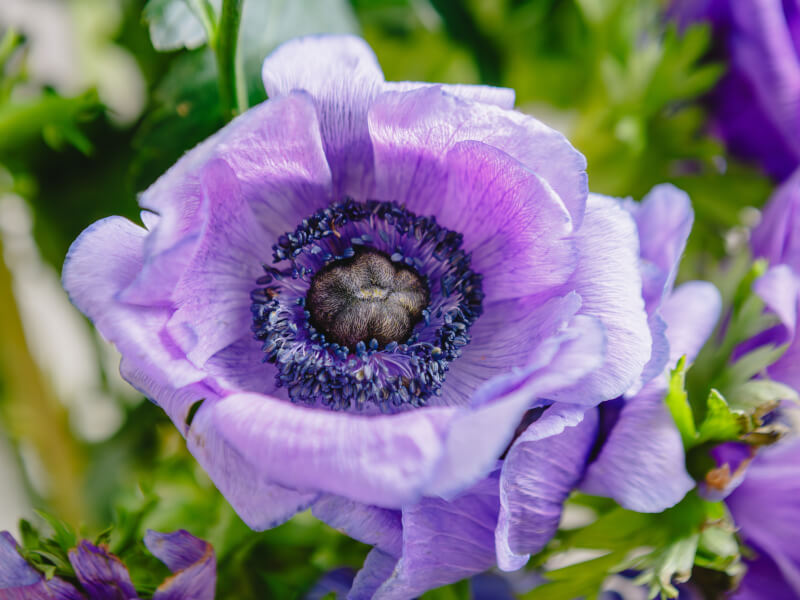 A close up of a large purple flower